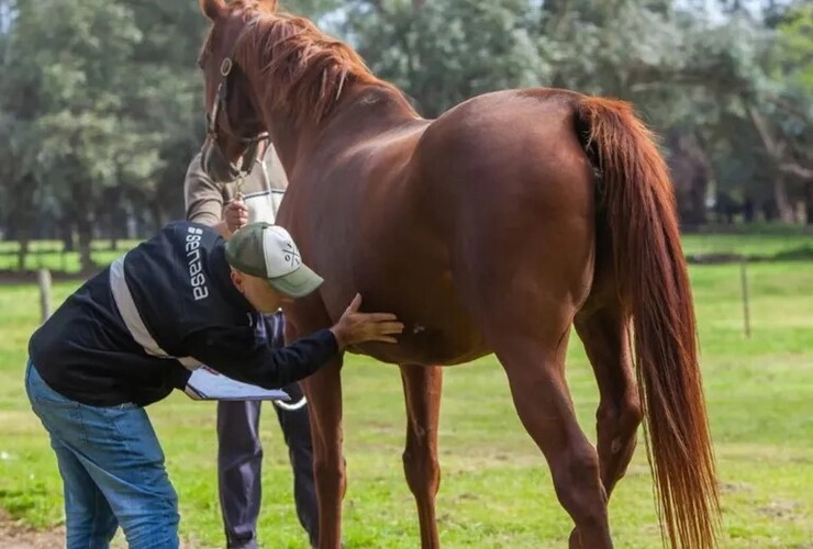 Imagen de Confirman 42 casos de encefalitis equina en humanos en 30 municipios bonaerenses