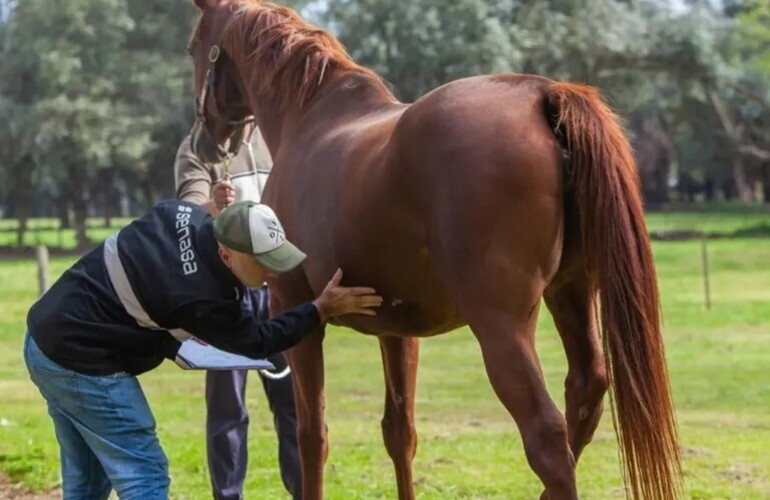 Imagen de Confirman 42 casos de encefalitis equina en humanos en 30 municipios bonaerenses