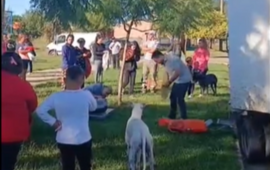Imagen de Castraciones de perros y gatos: Se efectuaron 64 nuevas esterilizaciones