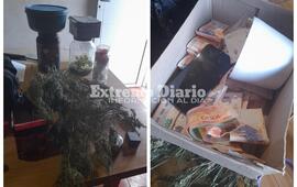 Imagen de Decomisan marihuana valuada en m&aacute;s de 5 millones de pesos