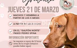 Imagen de Nueva jornada de castraciones gratuitas en Arroyo Seco