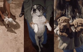 Imagen de Rescataron 50 perros de un criadero clandestino en Empalme Graneros