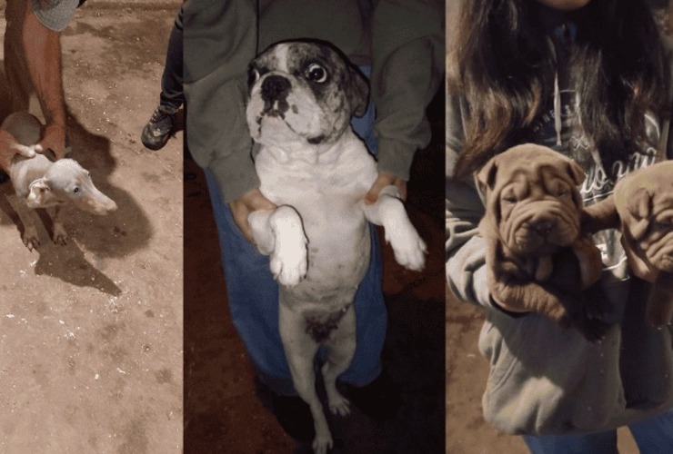 Imagen de Rescataron 50 perros de un criadero clandestino en Empalme Graneros