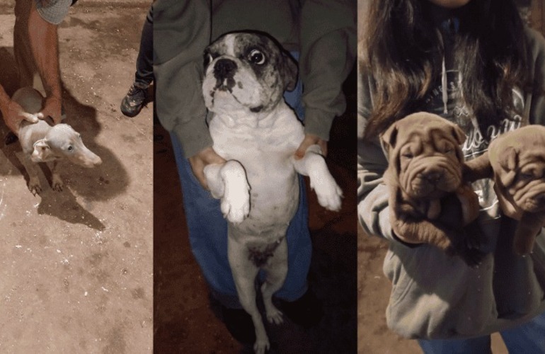 Imagen de Rescataron 50 perros de un criadero clandestino en Empalme Graneros