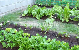 Imagen de Cupos completos para el curso de huerta org&aacute;nica domiciliaria en Arroyo Seco