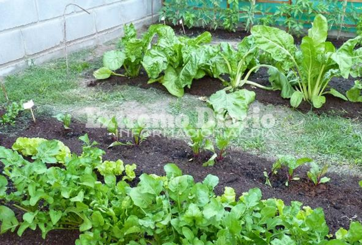 Imagen de Cupos completos para el curso de huerta orgánica domiciliaria en Arroyo Seco