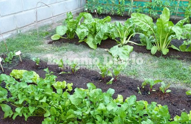 Imagen de Cupos completos para el curso de huerta orgánica domiciliaria en Arroyo Seco