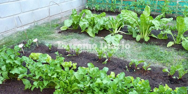 Imagen de Cupos completos para el curso de huerta org&aacute;nica domiciliaria en Arroyo Seco
