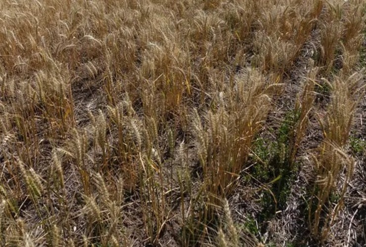 Foto: H&eacute;ctor R&iacute;o