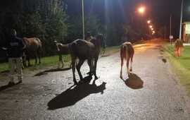 Los animales fueron interceptados sobre la calle que conduce al barrio Puerto.