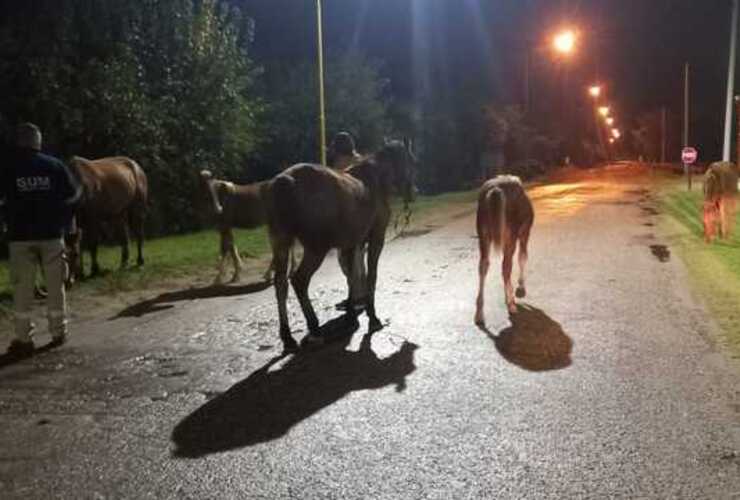 Los animales fueron interceptados sobre la calle que conduce al barrio Puerto.