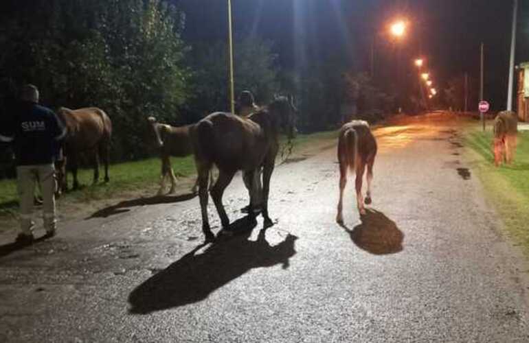 Los animales fueron interceptados sobre la calle que conduce al barrio Puerto.