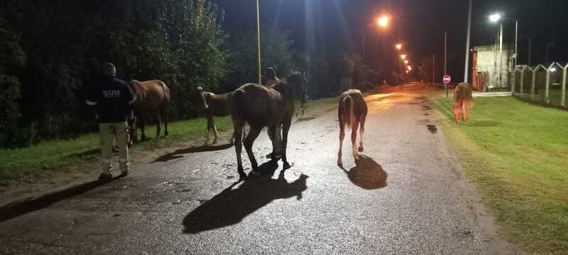 Los animales fueron interceptados sobre la calle que conduce al barrio Puerto.