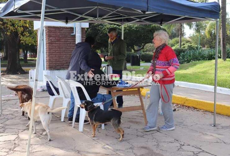 Imagen de Vacunación antirrábica de mascotas en Fighiera