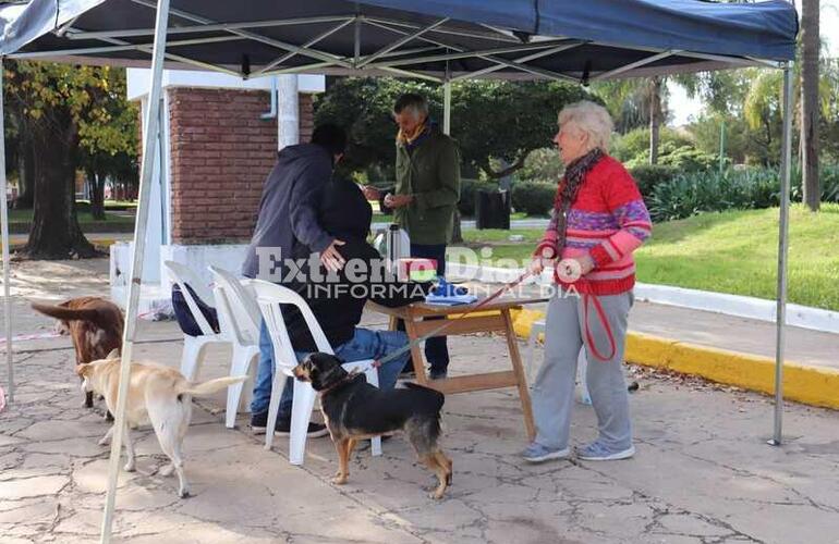 Imagen de Vacunación antirrábica de mascotas en Fighiera