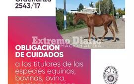 Imagen de Ordenanza 2543/17: Obligaci&oacute;n de cuidados a especies equinas, bovinas, ovina, porcina y caprina