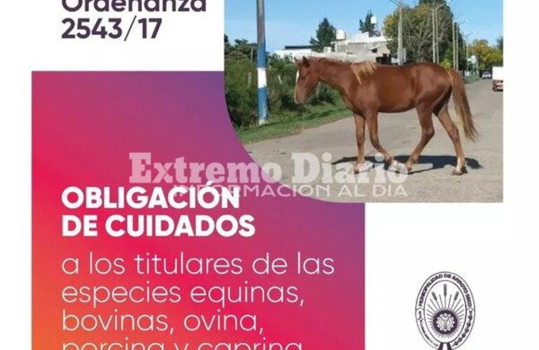 Imagen de Ordenanza 2543/17: Obligaci&oacute;n de cuidados a especies equinas, bovinas, ovina, porcina y caprina