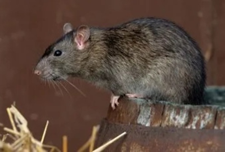 La presencia de roedores preocupa a los vecinos de estos sectores.