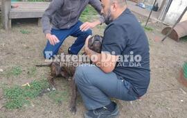 Imagen de Se llev&oacute; adelante una nueva jornada de vacunaci&oacute;n antirr&aacute;bica en Fighiera