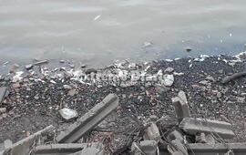 Imagen de Aparecen peces muertos en el Paran&aacute; a la altura de nuestra ciudad