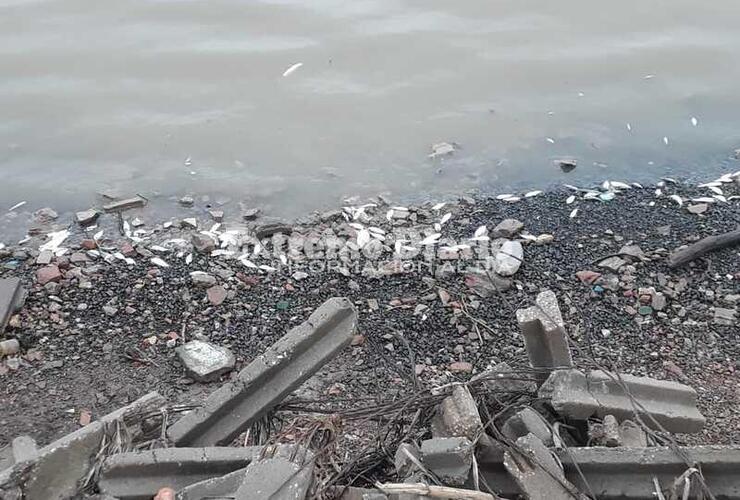 Imagen de Aparecen peces muertos en el Paraná a la altura de nuestra ciudad