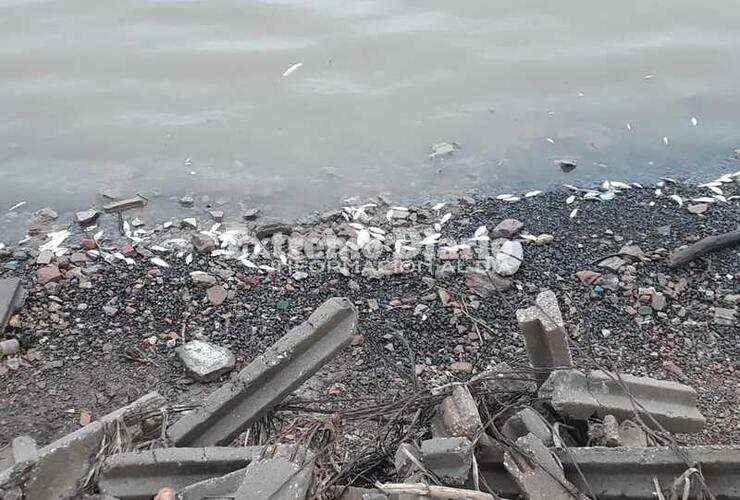 Imagen de Aparecen peces muertos en el Paran&aacute; a la altura de nuestra ciudad