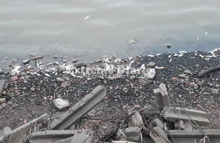 Imagen de Aparecen peces muertos en el Paran&aacute; a la altura de nuestra ciudad