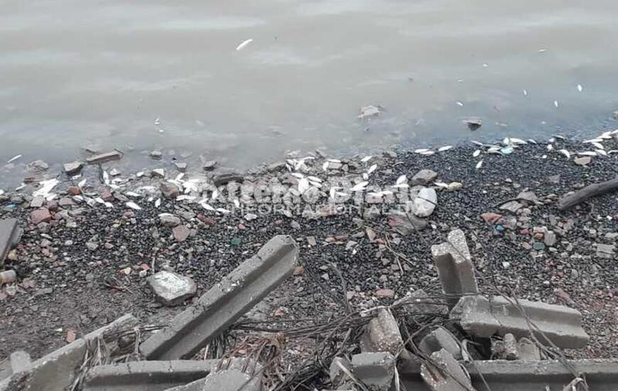 Imagen de Aparecen peces muertos en el Paran&aacute; a la altura de nuestra ciudad