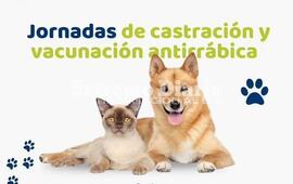 Imagen de Alvear: Nueva campa&ntilde;a de castraciones y vacunaci&oacute;n antirr&aacute;bica