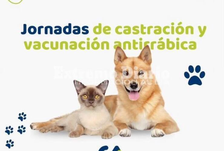 Imagen de Alvear: Nueva campa&ntilde;a de castraciones y vacunaci&oacute;n antirr&aacute;bica